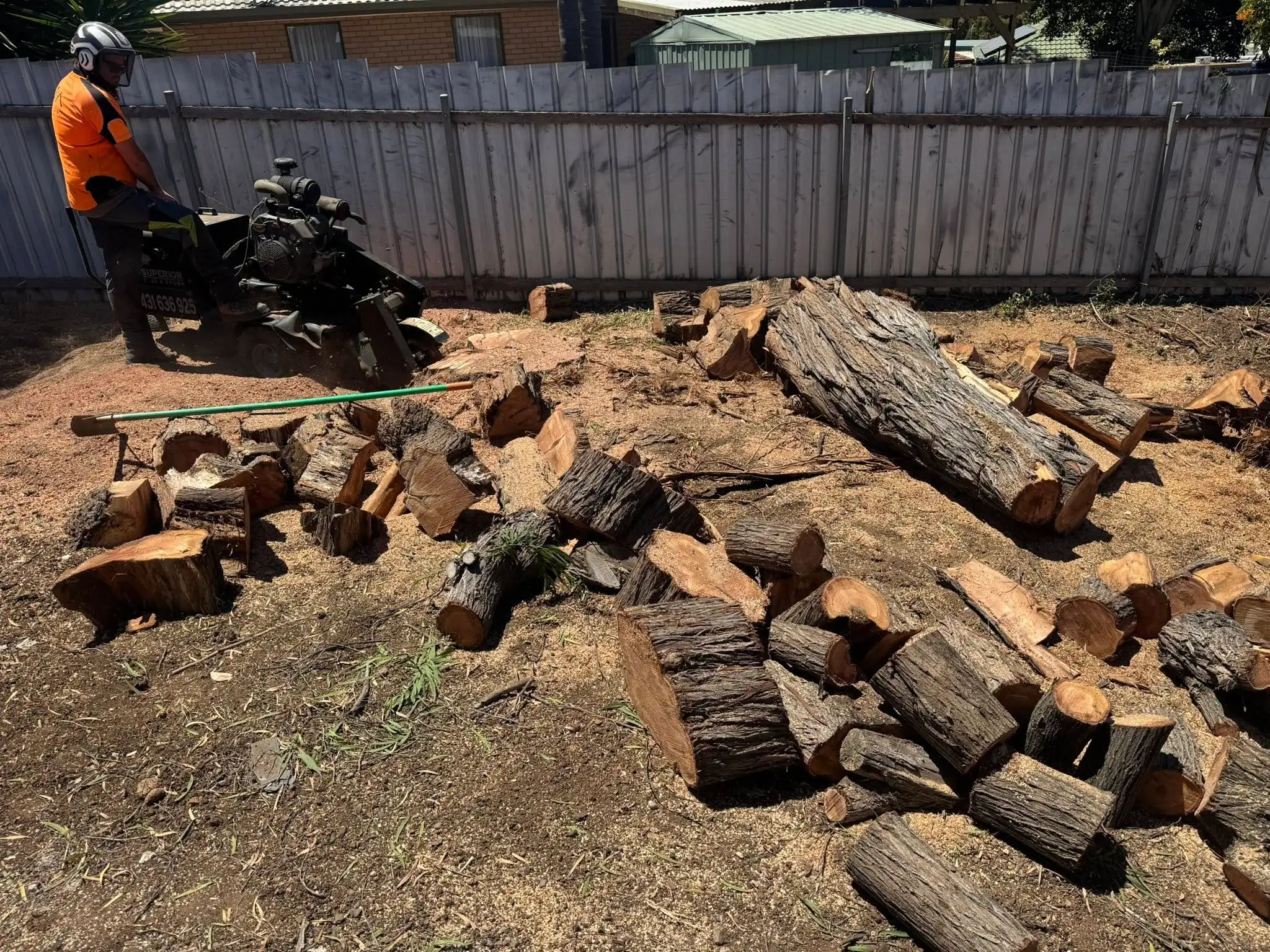 Canopy pruning completed on an established Adelaide property